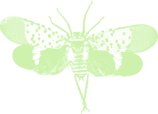 Spotted Lanternfly